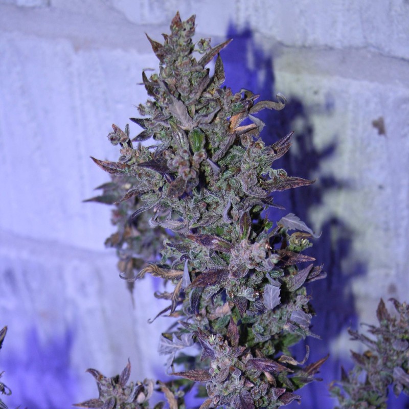 Auto AK 47 feminised Ganja Seeds