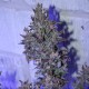 Auto AK 47 feminised Ganja Seeds