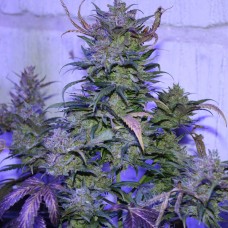 Auto AK 47 feminised Ganja Seeds