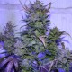 Auto AK 47 feminised Ganja Seeds