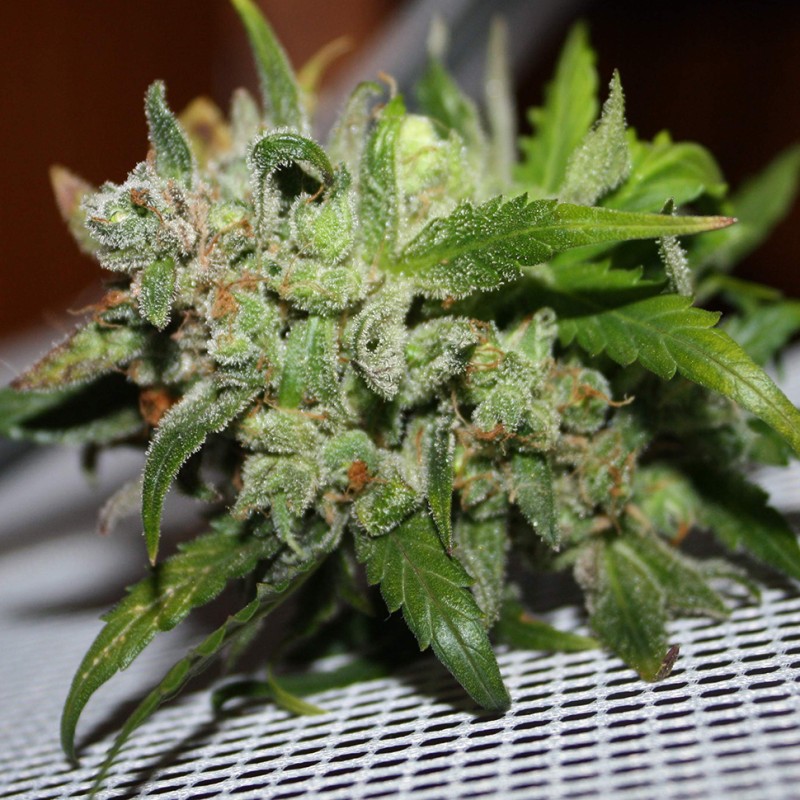 Auto AK 47 feminised Ganja Seeds