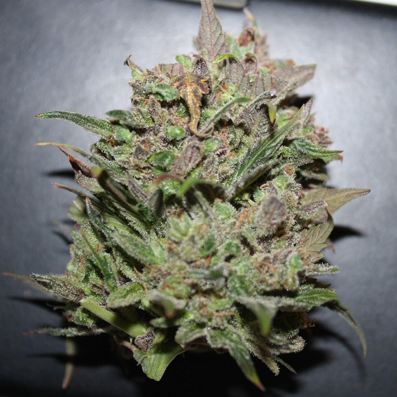Auto AK 47 feminised Ganja Seeds