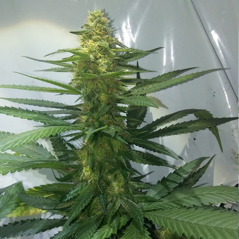 Auto AK 47 feminised Ganja Seeds