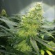 Auto AK 47 feminised Ganja Seeds