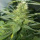 Auto AK 47 feminised Ganja Seeds