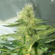 Auto AK 47 feminised Ganja Seeds