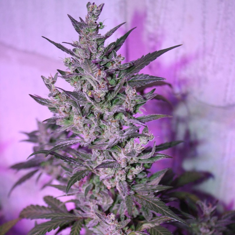 Auto AK 47 feminised Ganja Seeds