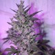 Auto AK 47 feminised Ganja Seeds