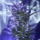Auto AK 47 feminised Ganja Seeds