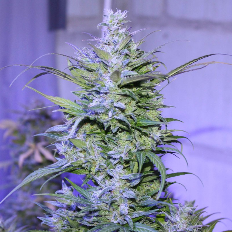 Auto AK 47 feminised Ganja Seeds
