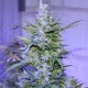 Auto AK 47 feminised Ganja Seeds