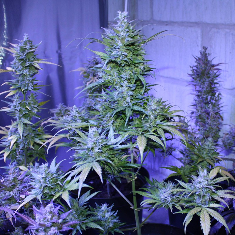 Auto AK 47 feminised Ganja Seeds