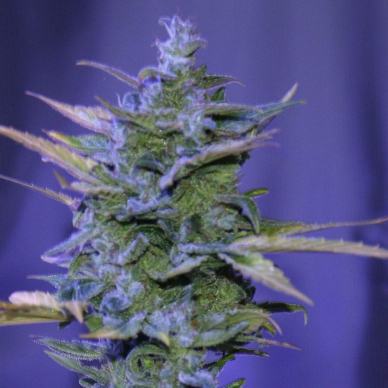 Auto AK 47 feminised Ganja Seeds