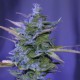 Auto AK 47 feminised Ganja Seeds