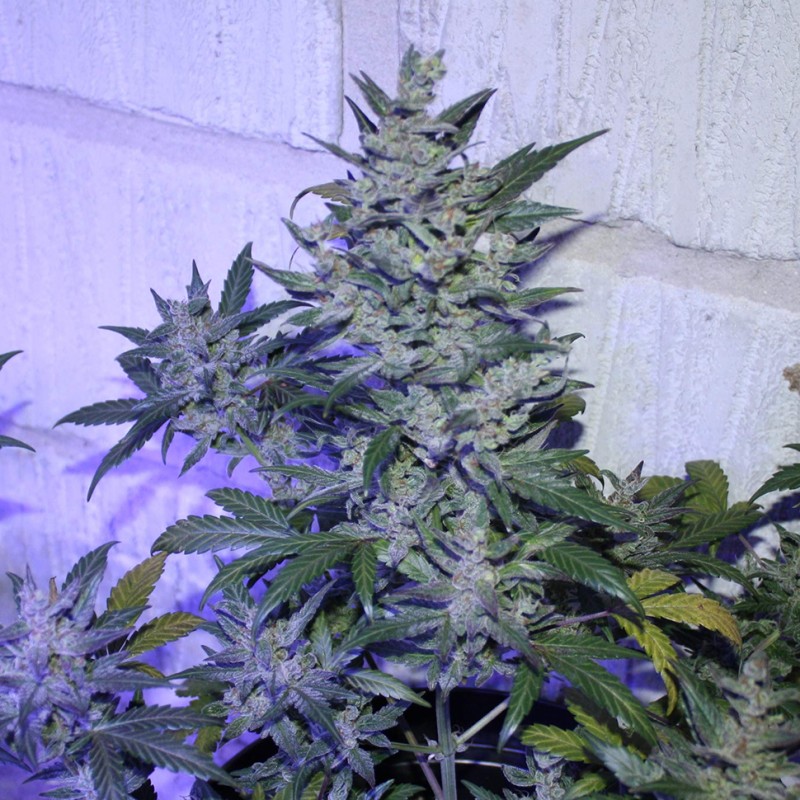 Auto AK 47 feminised Ganja Seeds
