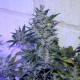 Auto AK 47 feminised Ganja Seeds