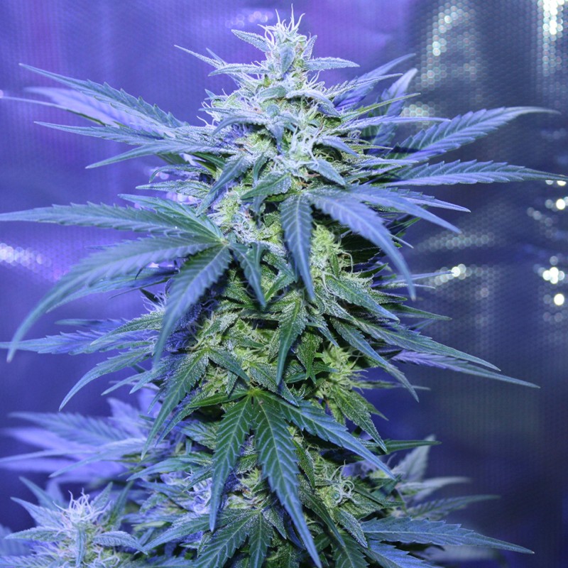 Auto AK 47 feminised Ganja Seeds