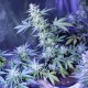 Auto AK 47 feminised Ganja Seeds