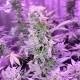 Auto AK 47 feminised Ganja Seeds