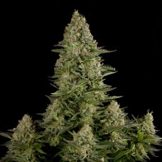White Widow feminised GanjaLiveSeeds
