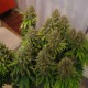 White Widow feminised GanjaLiveSeeds