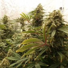 Chocolope feminised Victory Seeds