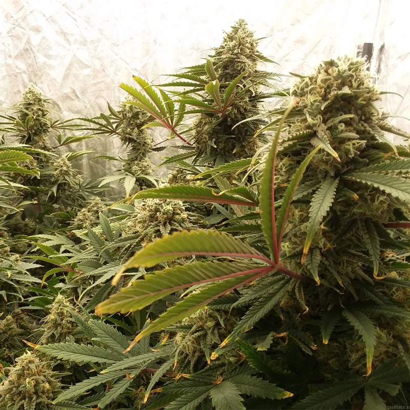 Chocolope feminised Victory Seeds - 5 насінин
