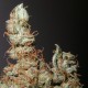 Grapefruit Haze feminised Ganja Seeds - 2 насінини