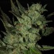 Grapefruit Haze feminised Ganja Seeds - 2 насінини