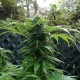 Grapefruit Haze feminised Ganja Seeds - 2 насінини