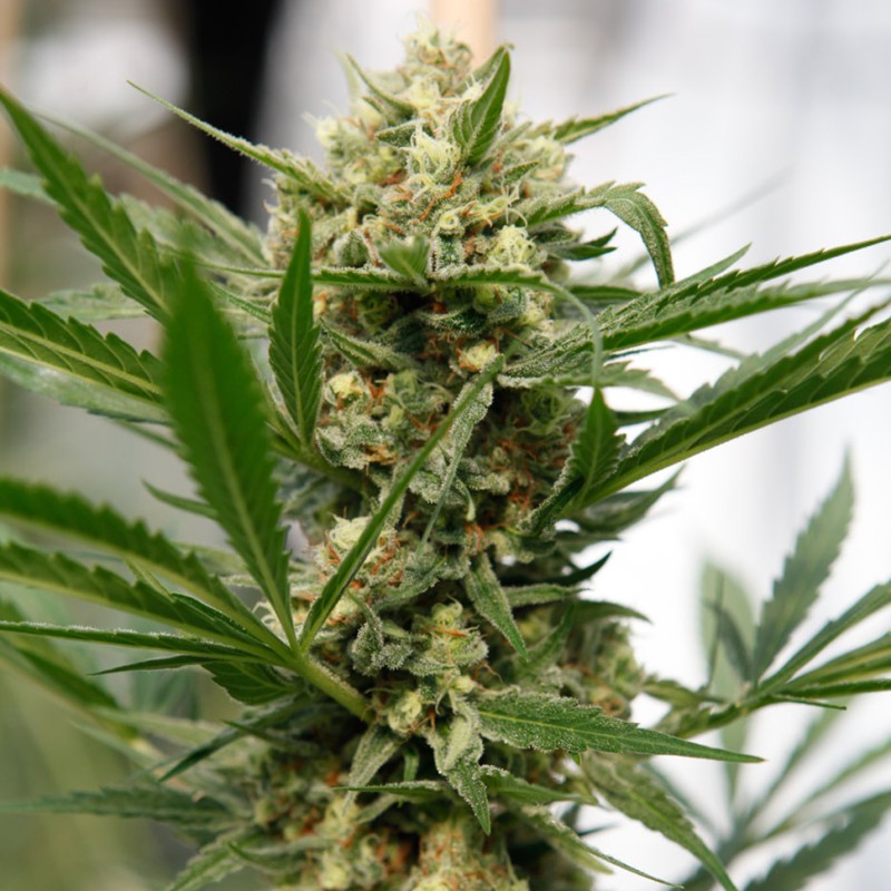 Grapefruit Haze feminised Ganja Seeds - 2 насінини