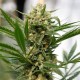 Grapefruit Haze feminised Ganja Seeds - 2 насінини