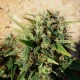Grapefruit Haze feminised Ganja Seeds - 2 насінини