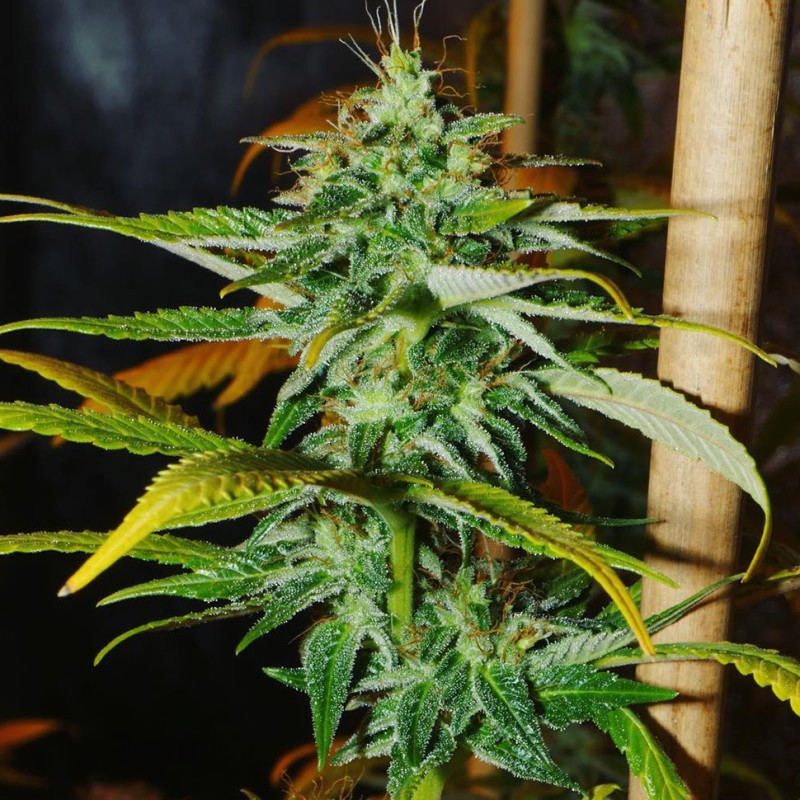 Grapefruit Haze feminised Ganja Seeds - 2 насінини