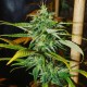 Grapefruit Haze feminised Ganja Seeds - 2 насінини