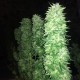 Grapefruit Haze feminised Ganja Seeds - 2 насінини