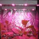 Союз 4 LED - линейный светодиодный фитосветильник