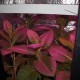Союз 4 LED - линейный светодиодный фитосветильник