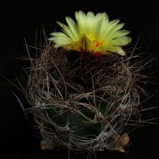 Astrophytum senile viesca
