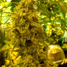 Auto Little Russian feminised GanjaLiveSeeds