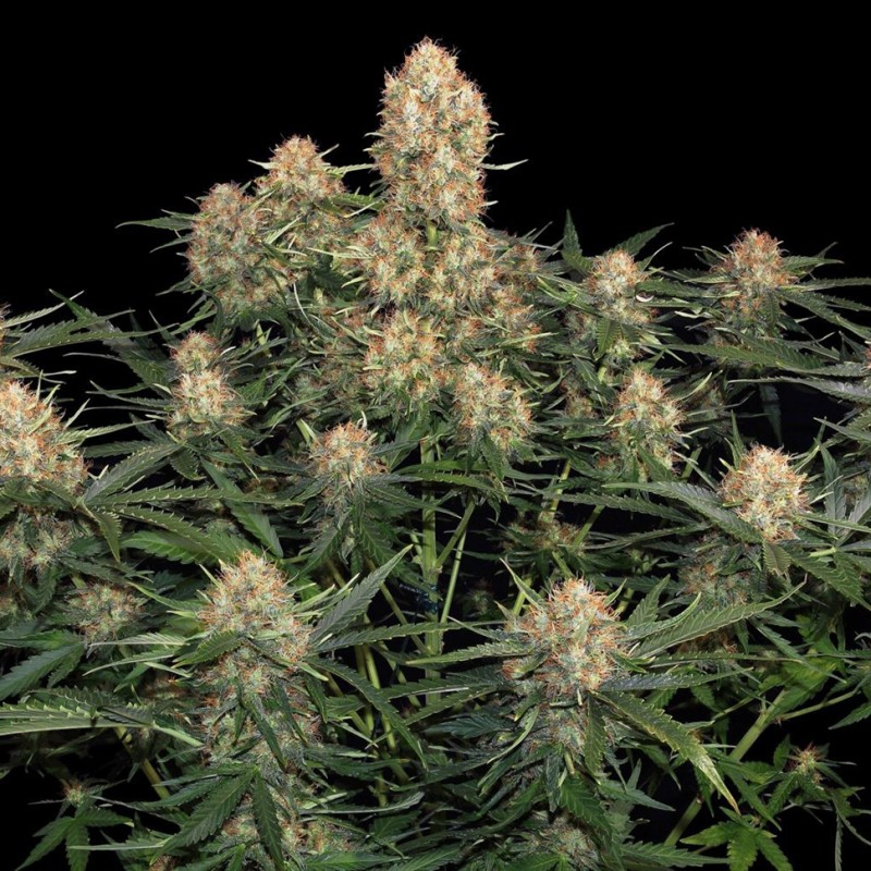 Original Skunk feminised Ganja Seeds - 77 насінин