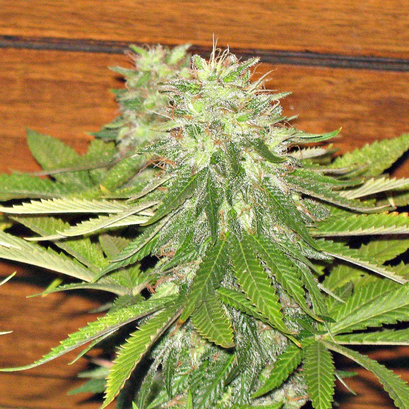 Auto Dolche Cheese feminised Ganja Seeds