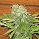 Auto Dolche Cheese feminised Ganja Seeds