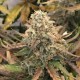 Auto Dolche Cheese feminised Ganja Seeds