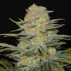 Auto Dolche Cheese feminised Ganja Seeds