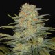 Auto Dolche Cheese feminised Ganja Seeds