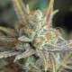 Auto Dolche Cheese feminised Ganja Seeds