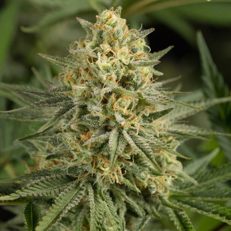Auto Dolche Cheese feminised Ganja Seeds