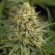 Auto Dolche Cheese feminised Ganja Seeds