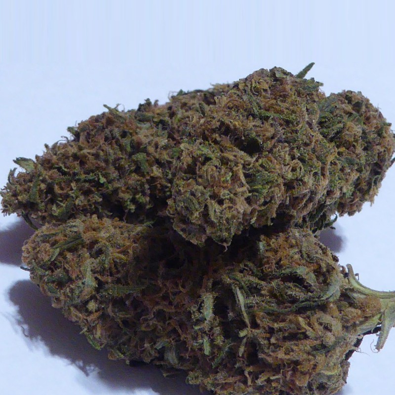 Auto Dolche Cheese feminised Ganja Seeds